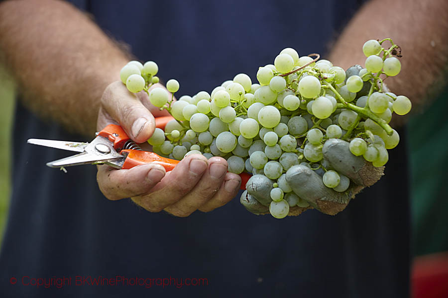 Just harvested Glera grapes for Prosecco