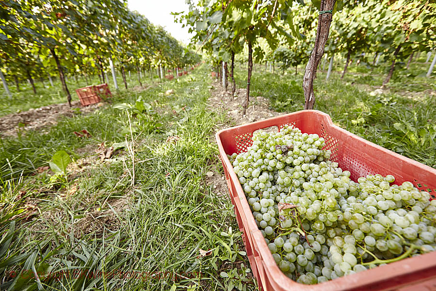 Harvesting Glera for Prosecco in Veneto