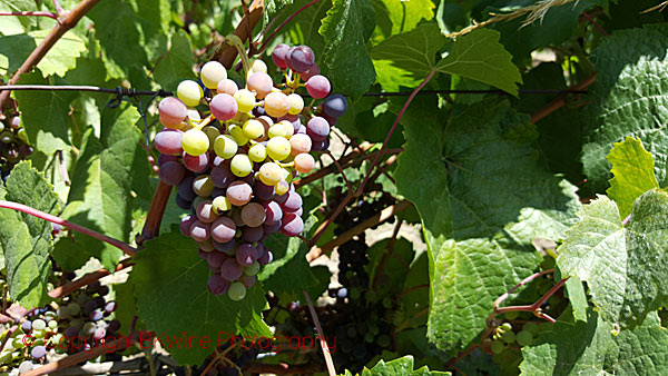 Veraison in the Antiyal vineyard, Chile