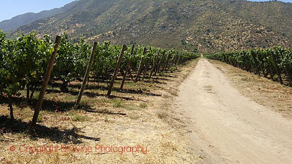 Old vines by the hills at Neyen, Chile