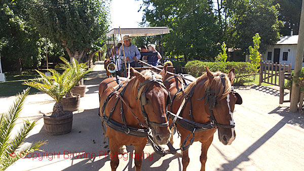 Inspecting the vineyards by horse cart at Viu Manent, Chile