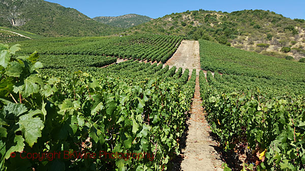 Vineyards at Vina Vik, Chile