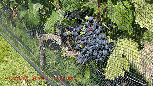 Malbec in the vineyard with hail protection nets at Alpamanta, Mendoza