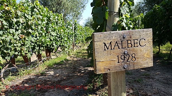 Old malbec vines at Mendel, Mendoza