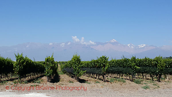 View over the Andes from Domaine Bousquet, Mendoza