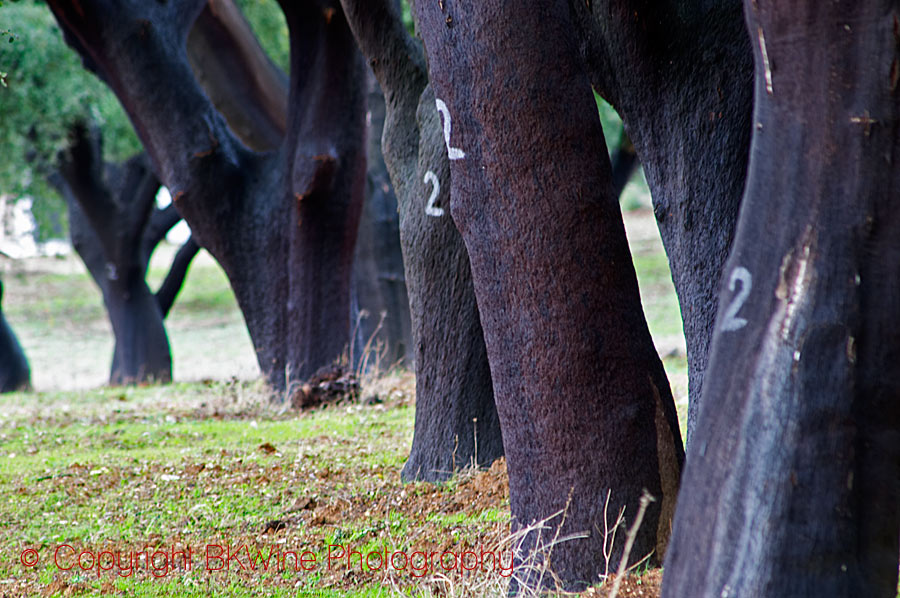 A cork oak forest in Alentejo