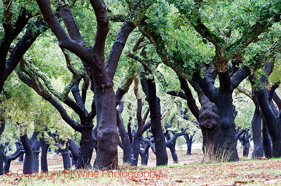 A cork oak forest in Alentejo