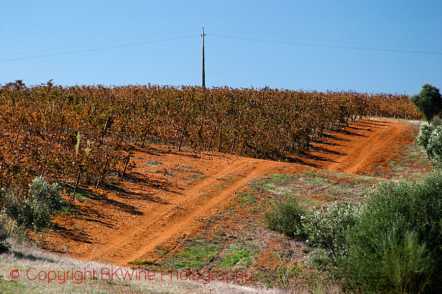 A vineyard in Alentejo
