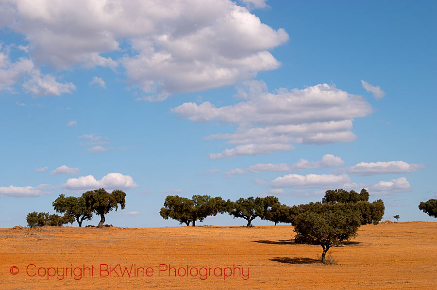 The typical oak trees in a field in Alentejo