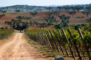 An oak forest and a vineyard in Alentejo