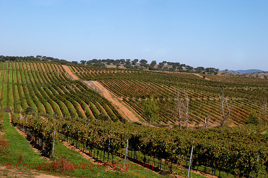 An oak forest and a vineyard in Alentejo