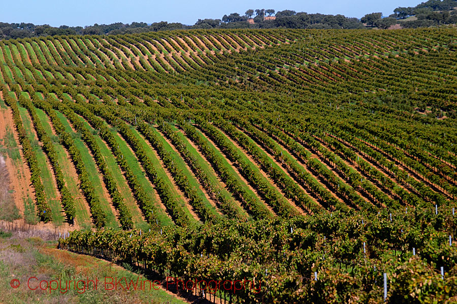 An oak forest and a vineyard in Alentejo