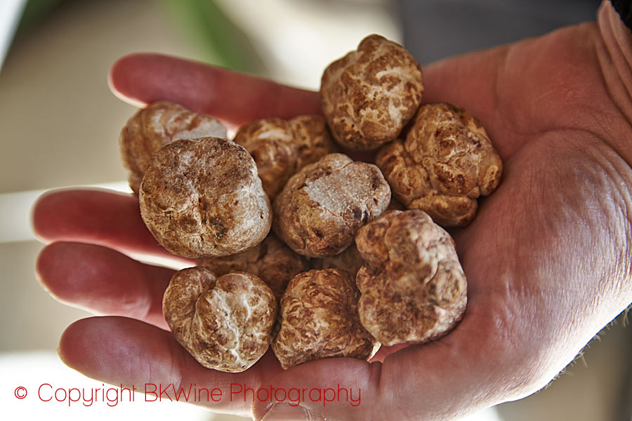 The white truffle, Istria, Croatia