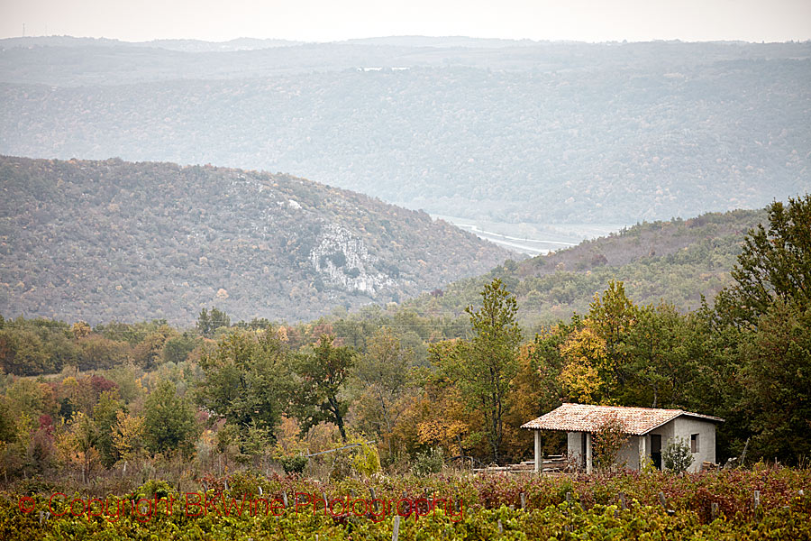 Vineyards overlooking the hills, Istria, Croatia