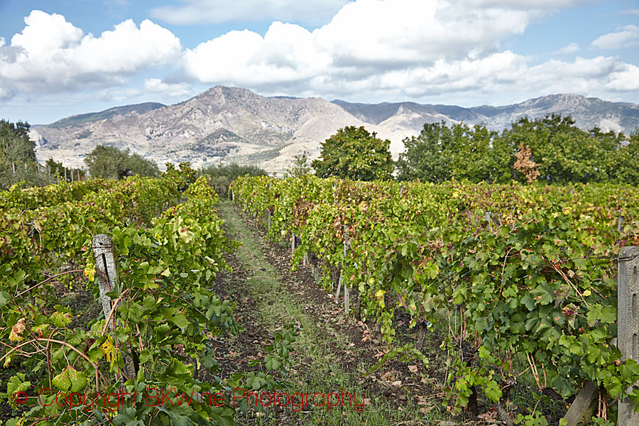 A vineyard on the mountain, Etna, Sicily