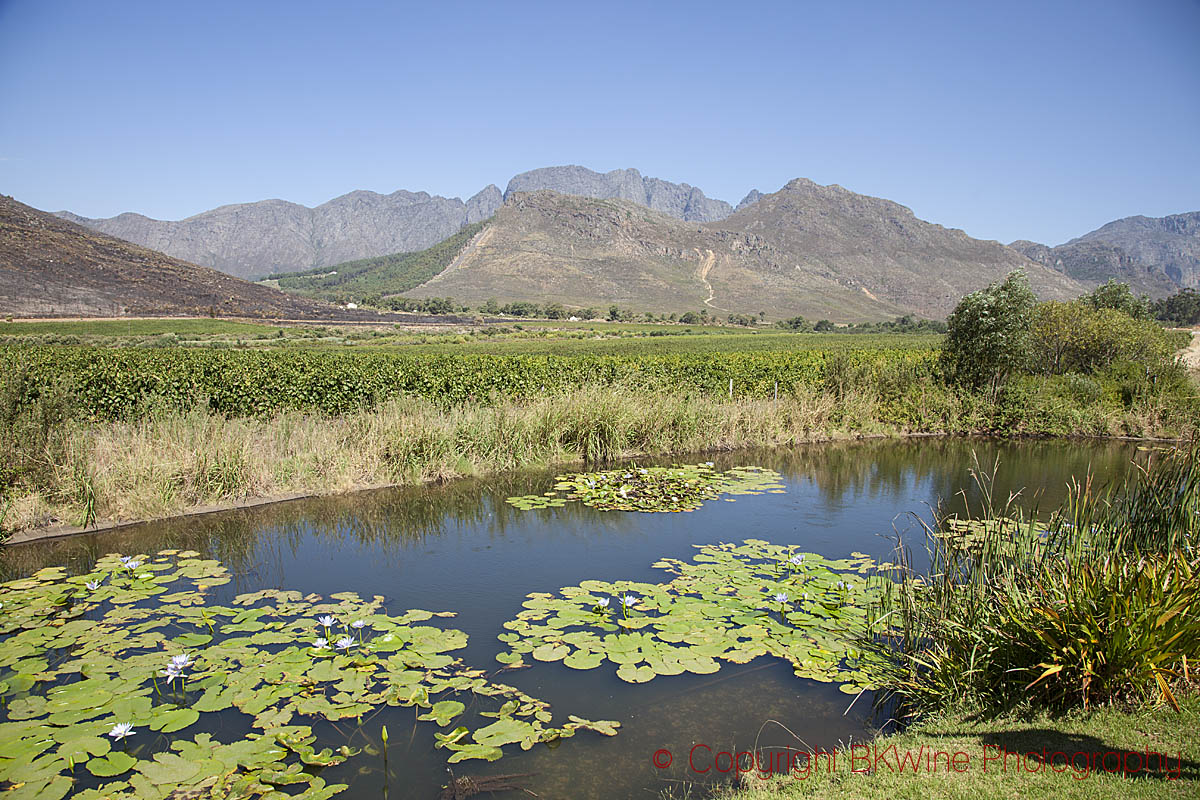 The landscape around Glenwood Vineyards, Franschhoek