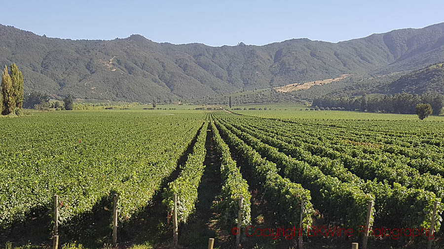 Vineyards near Santa Cruz, Colchagua