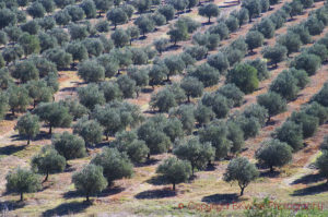 Olive grove