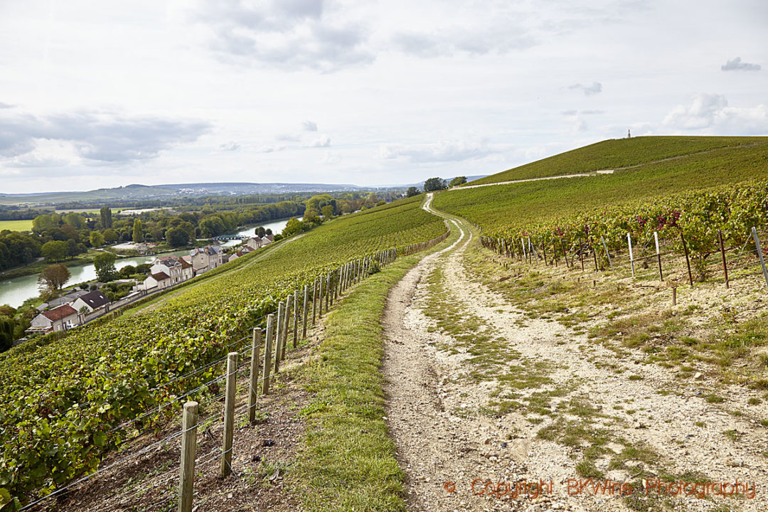 Vineyards along the Marne canal in Vallée de la Marne, Champagne