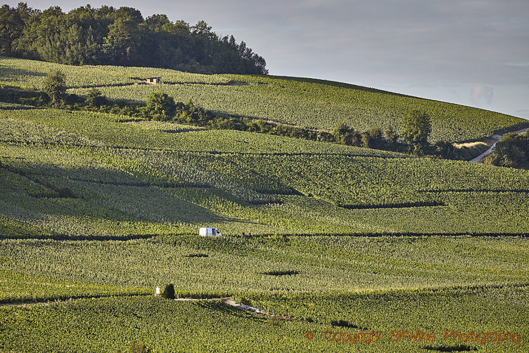 Vineyards along the Vallée de la Marne, Champagne