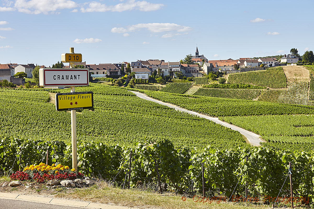 Vineyards and the village of Cramant, Côte des Blancs, Champagne