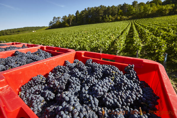Pinot noir harvest in Côte des Bar, Aube, Champagne