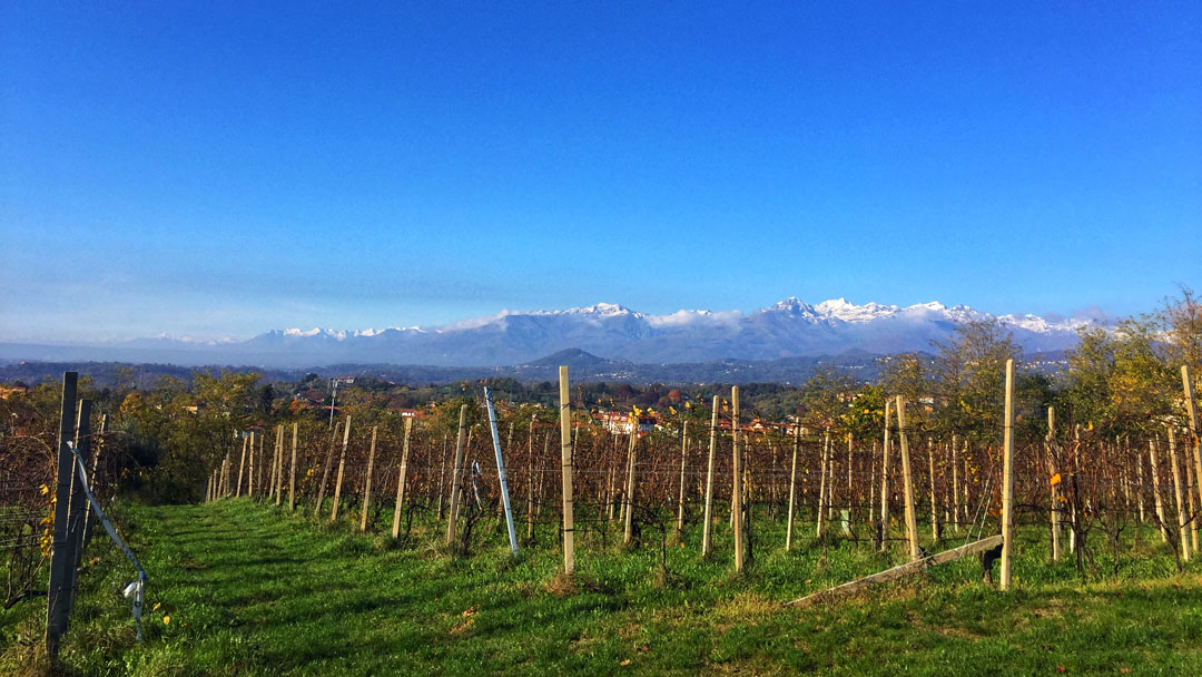 The hills and vineyards of Lessona with the Alps