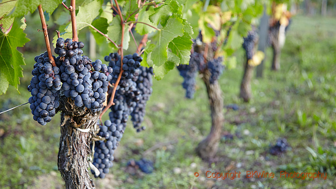 Ripe merlot on the vines in the vineyard in Saint Emilion, Bordeaux