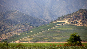 Vineyards and mountains in Chile, South America