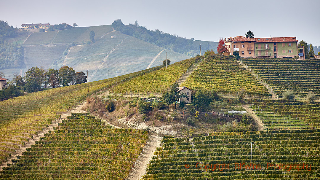 Vineyards in Piedmont