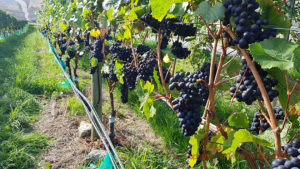 Pinot noir almost ripe in Central Otago, New Zealand