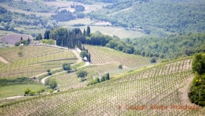 Vineyard landscape in Tuscany