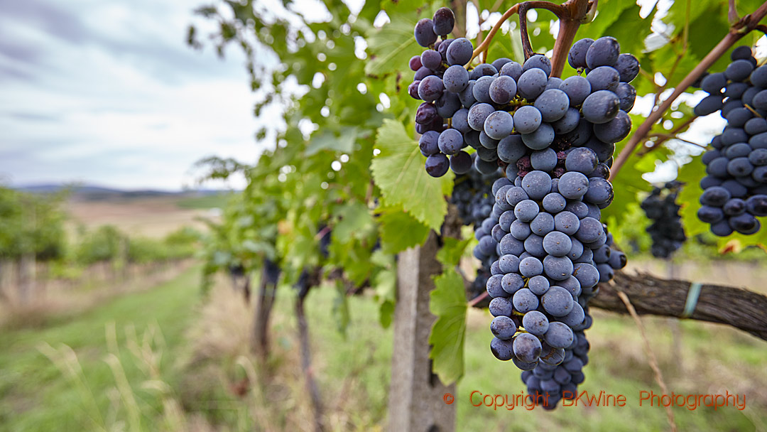Sangiovese ready for harvest in Tuscany