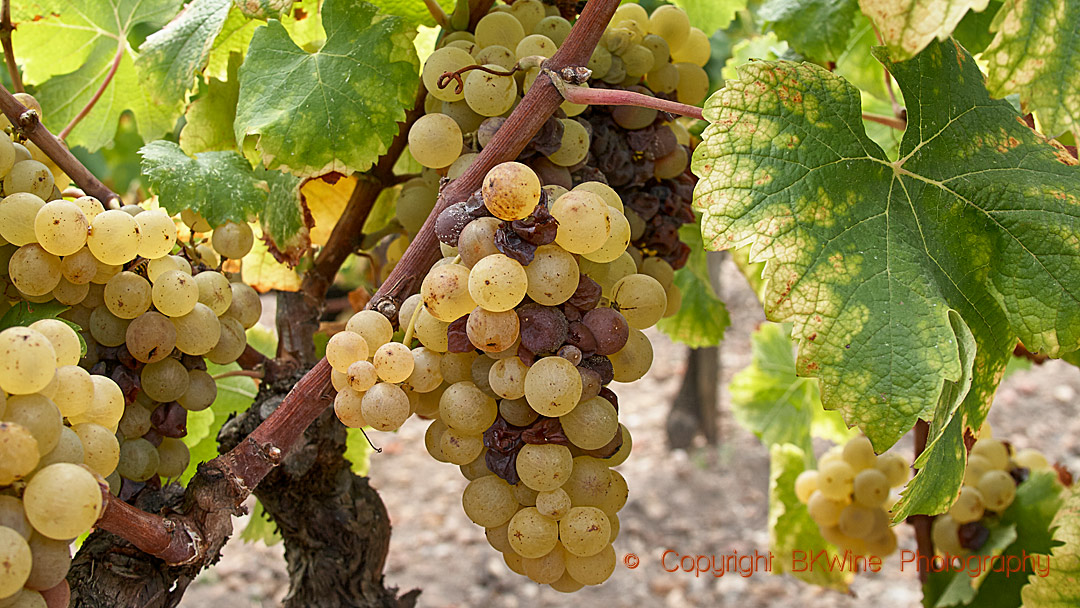 White grapes ready to be harvested in Bordeaux