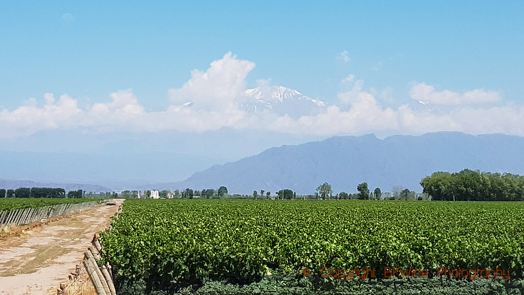 View over the summits of the Andes in Mendoza, Argentina, and the vineyards