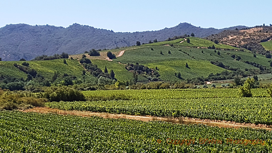 Vineyards and hills in Apalta, Chile