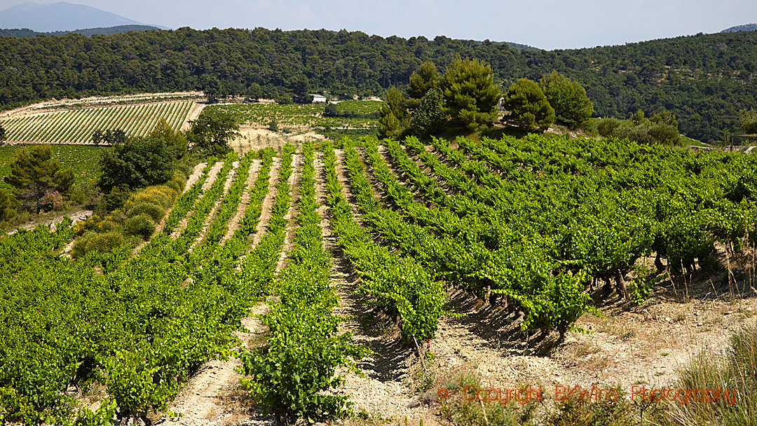 Vineyards in the Rhone Valley
