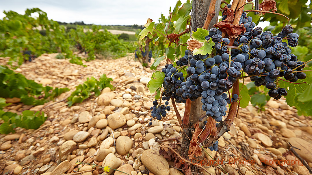 Vineyards with ripe grapes and galets roulés in the Rhone Valley