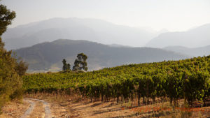 Vineyards in Franschhoek, South Africa