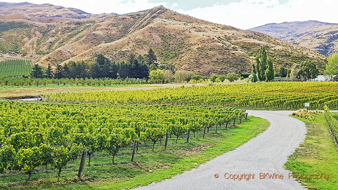 Vineyards in Central Otago, New Zealand