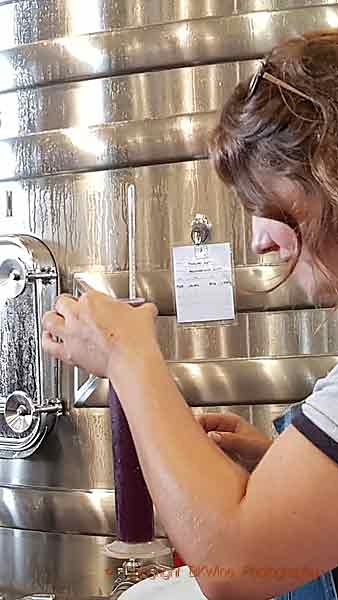 Winemaker working in the winery at Clos Henri, Marlborough