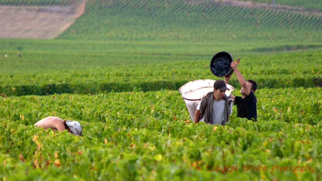 Harvest time in Côte de Beaune in Burgundy