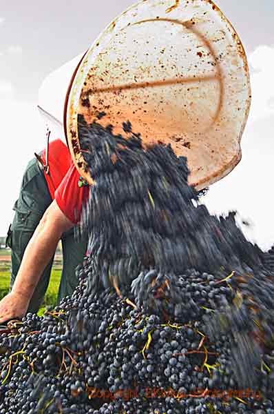Harvesting pinot noir in Burgundy
