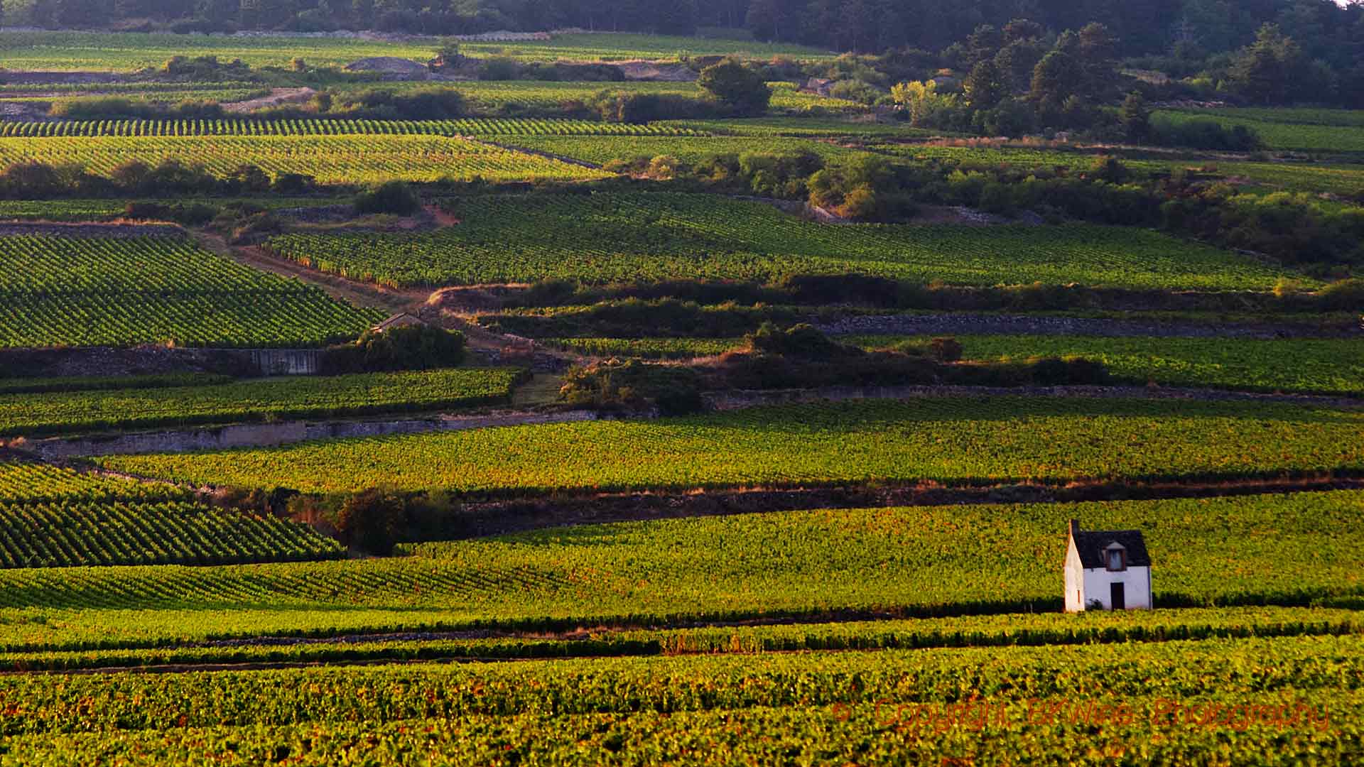 Evening sunshine across the vineyards in Burgundy