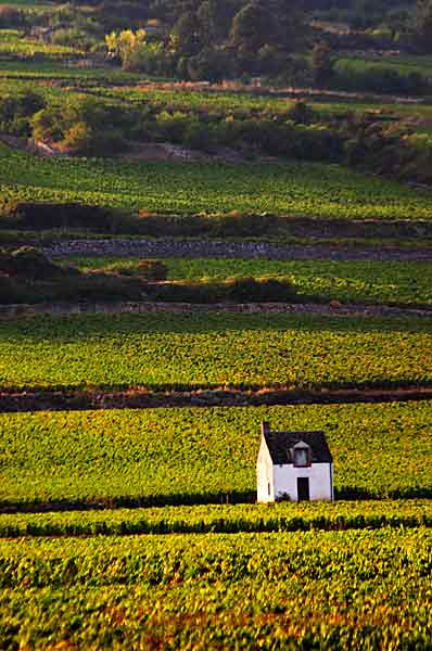 Afternoon sunshine in the vineyard in Burgundy