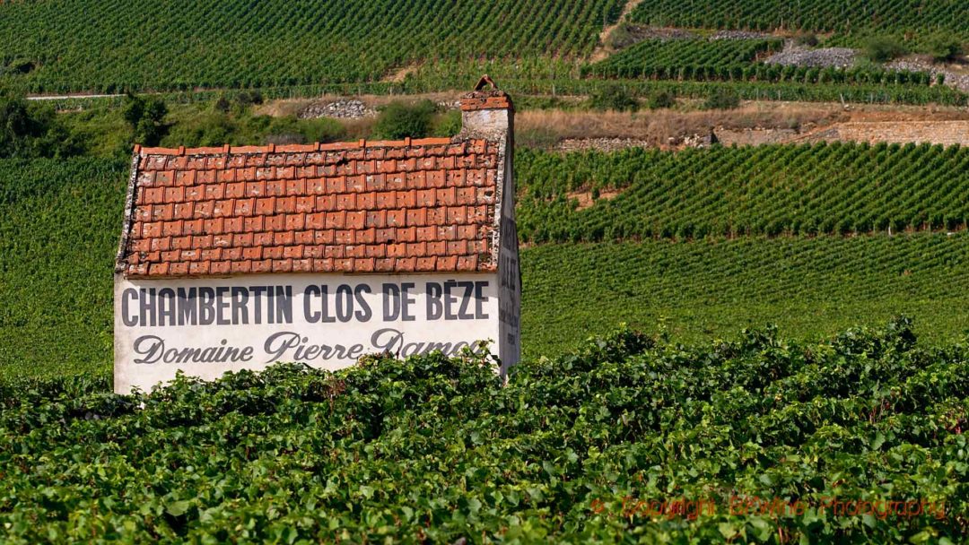 A vineyard hut in Chambertin grand cru, Burgundy