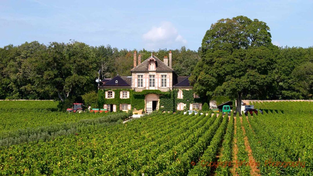 A villa in a vineyard in Burgundy