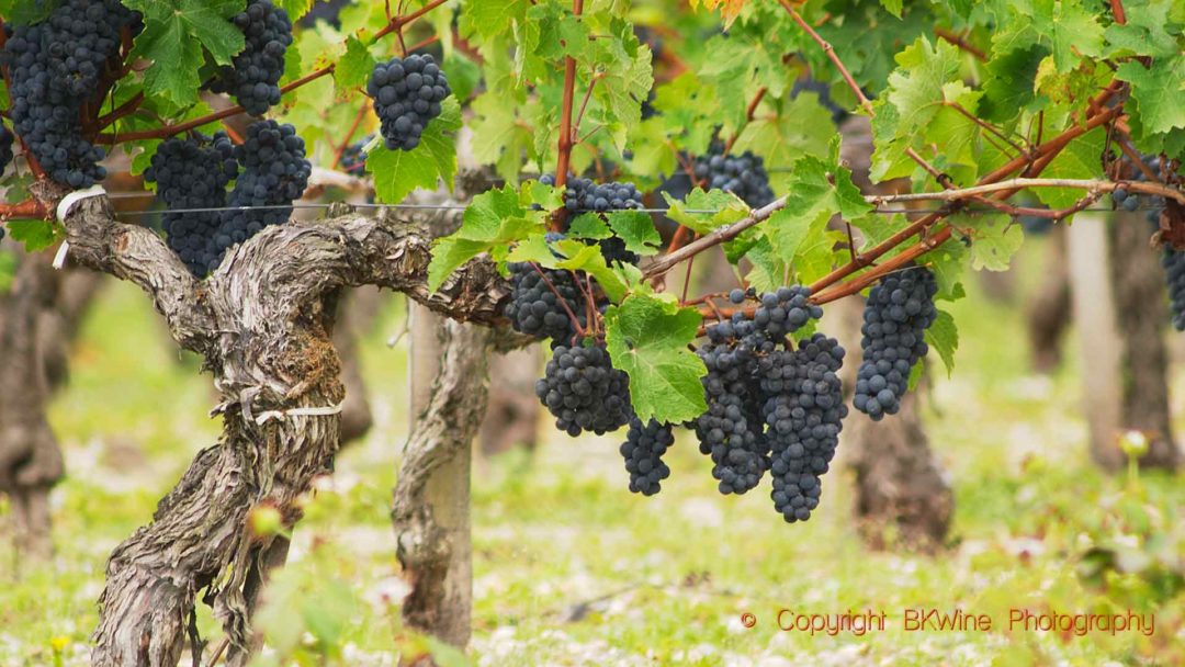 Grapes ready for harvest in Bordeaux