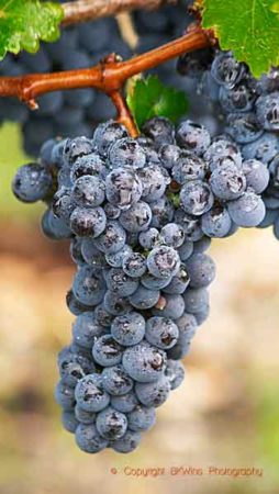 Grapes ready for harvest in Bordeaux