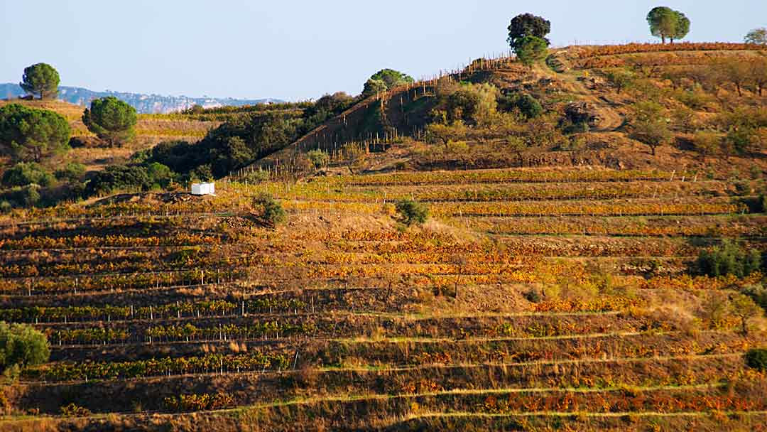 Terraced vineyards in Penedes, Catalonia